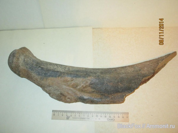 Mammuthus primigenius, Mammuthus