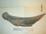 Фрагмент заднего ребра мамонта (Mammuthus primigenius)