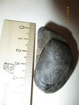 Buchia fischeriana
