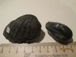 Внутренние ядра от раковин Pholadomya oviformis