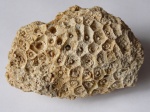 Actinocyathus sp.