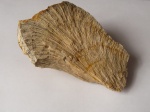 Колония Chaetetes