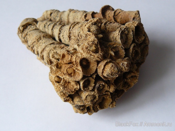 Rugosa, Corwenia