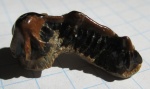 Petrodus sp.