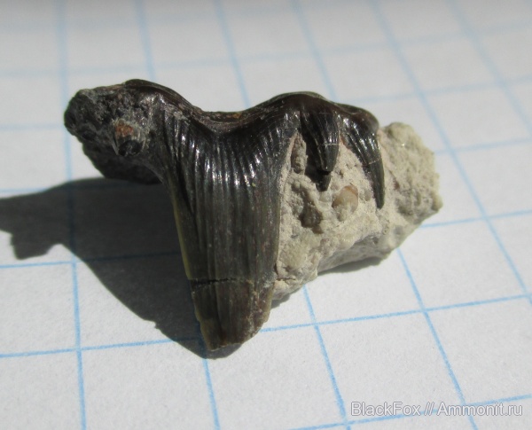 Glikmanius occidentalis