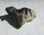 Glikmanius occidentalis (Leidy, 1859)