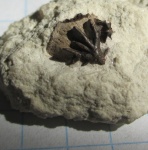 Petrodus sp.