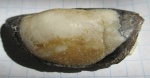 Sandalodus minor Trautschold, 1874