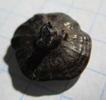 Petrodus sp.