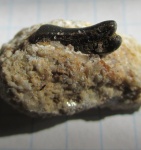 Lagarodus specularis Trautschold, 1874