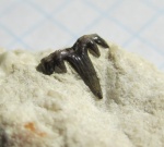 Glikmanius occidentalis (Leidy, 1859)