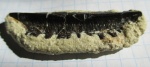Polyrhizodus longus