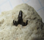 Glikmanius occidentalis (Leidy, 1859)