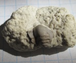 Deltodus