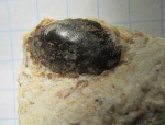 Psephodus sp.(?)
