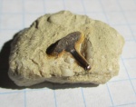 Glikmanius occidentalis (Leidy, 1859)