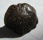 Petrodus sp.