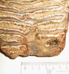 Зуб мамонта (Mammuthus primigenius)