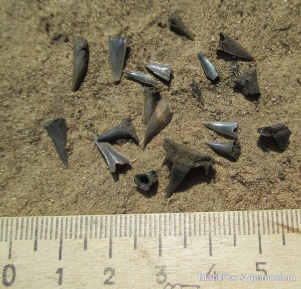 Sphenodus