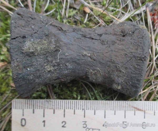 Plesiosauria, Reptilia, элемент ласта морской рептилии