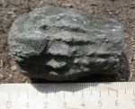 Губка sphenaulax argillaceus