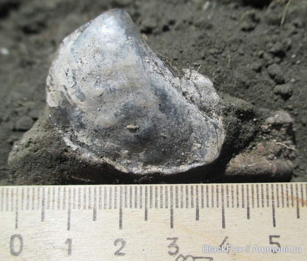 Myophorella