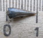 Зуб "Sphenodus" stschurowskii