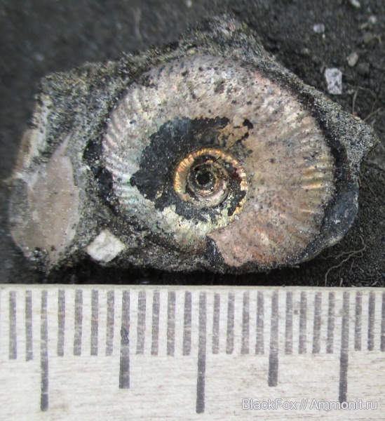 Craspedites