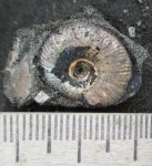 Craspedites fragilis