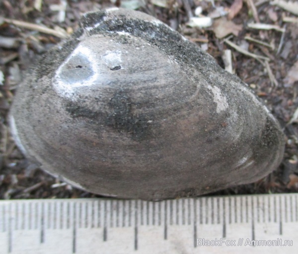 Gresslya