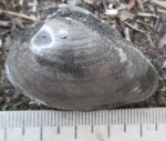 Двустворка Gresslya alduini (Fischer)