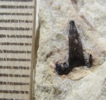 Glikmanius occidentalis (Leidy, 1859)