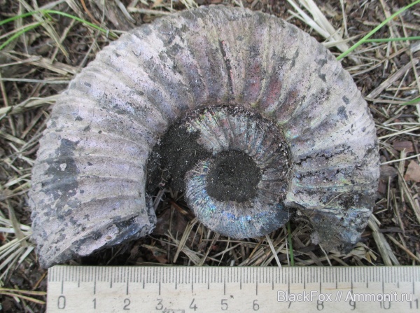 Virgatites