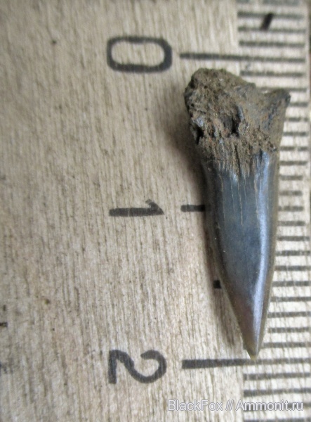 Sphenodus stschurowskii
