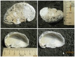 Amphidonta