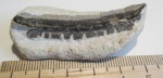 Polyrhizodus longus