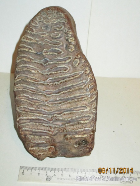 Mammuthus primigenius