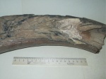 Продольный скол резца молодого мамонта (Mammuthus primigenius)