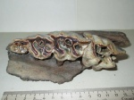 Фрагмент верхней челюсти шерстистого носорога (Coelodonta antiquitatis)