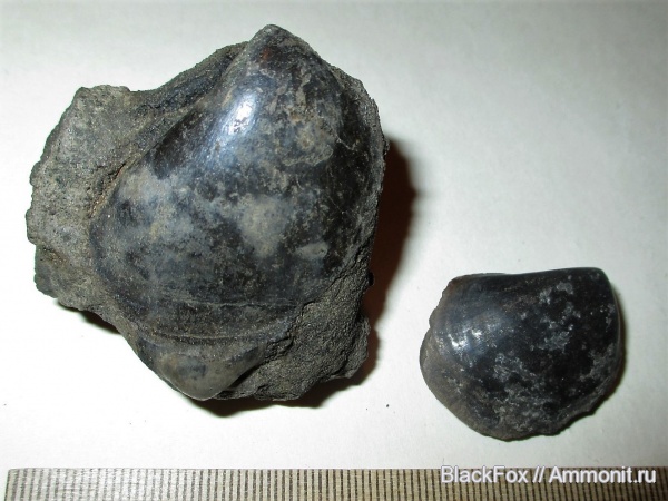 Isognomon