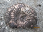 Аммонит Virgatites virgatus