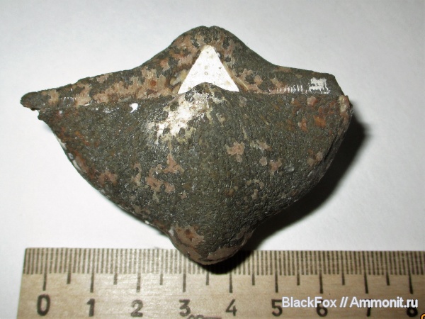 brachiopoda