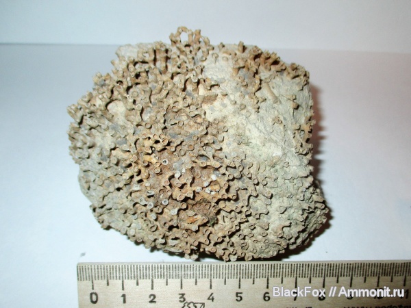 Syringopora