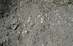 Россыпь ростров белемнитов Россыпь ростров белемнитов