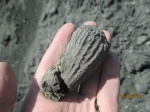 Губка sphenaulax argillaceus