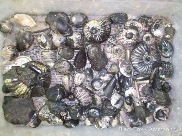 Virgatites