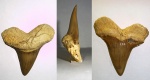 Cretoxyrhina cf.mantelli