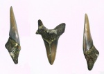 Dwardius siversoni ???????