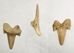 Cretolamna cf.sarcoportheta или Cretolamna .cf.borealis