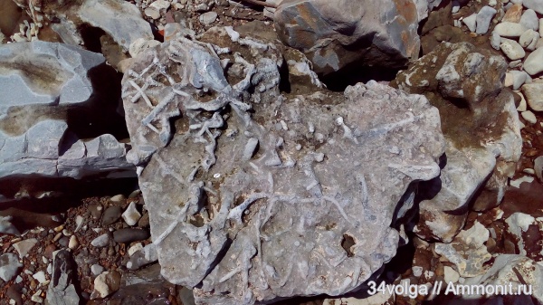 Ophiomorpha